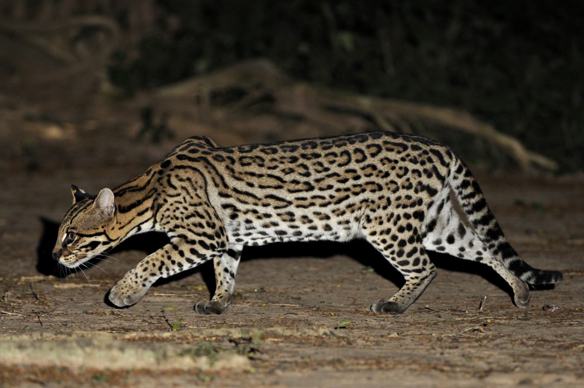 Ocelot, Wetlands, Mato Grosso do Sul