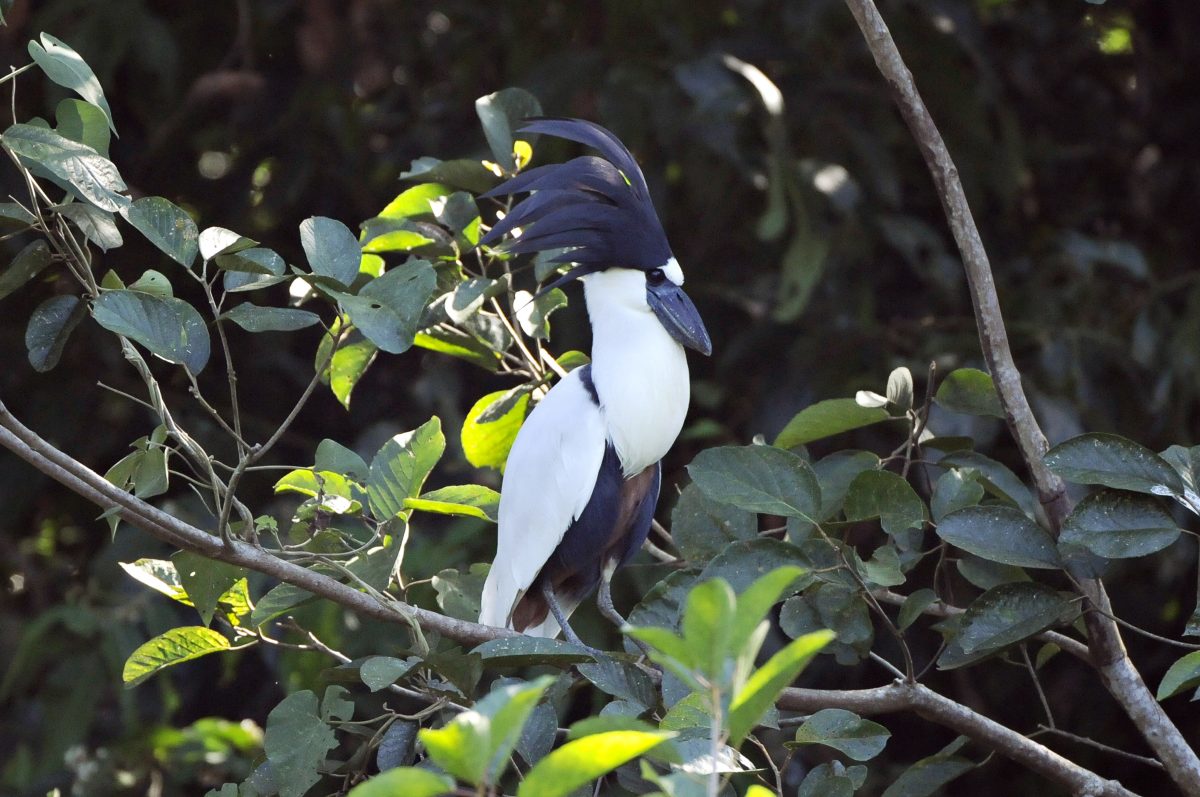 Boat-billed Heron, Wetlands, Mato Grosso