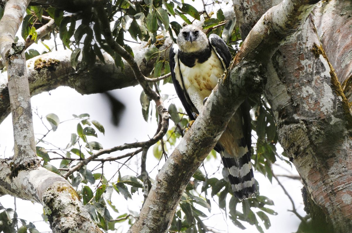 Harpy Eagle, Amazon Rainforest