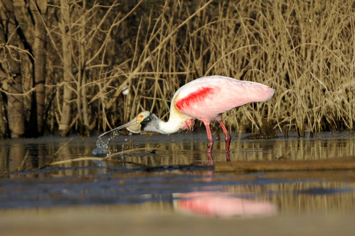 Roseate Spoonbill, Wetlands, Mato Grosso