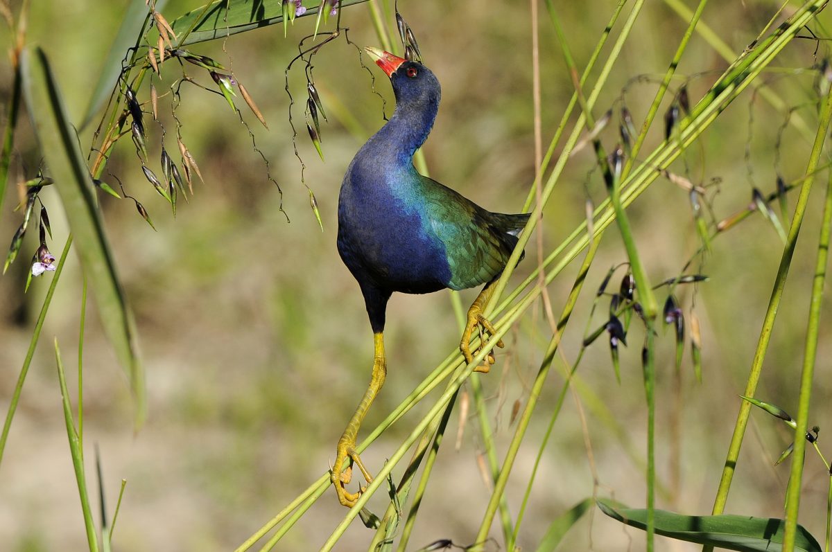 Purple Gallinule, Wetlands, Mato Grosso