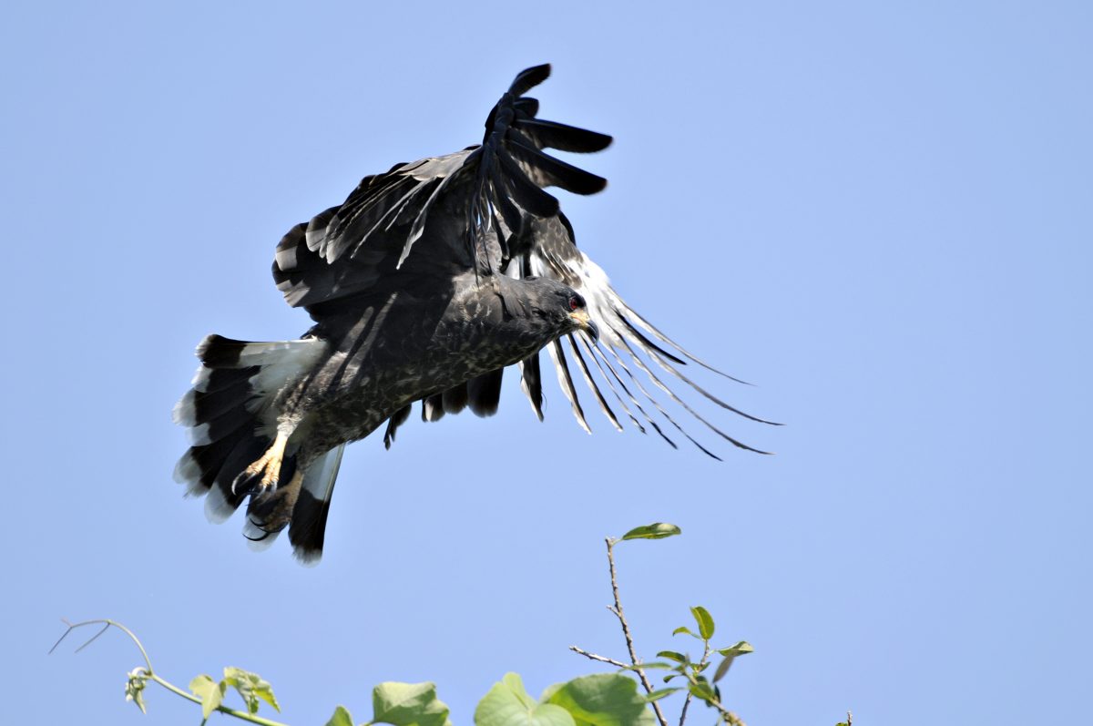 Snail Kite, Wetlands, Mato Grosso