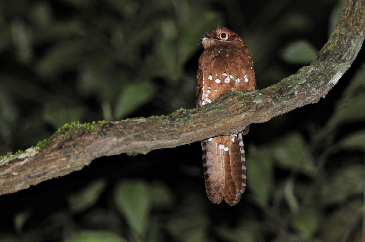 Rufous Potoo, Amazon Rainforest, Pará