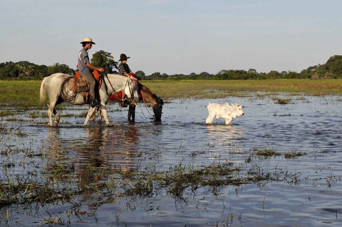 Cowboys, Wetlands, Mato Grosso do Sul