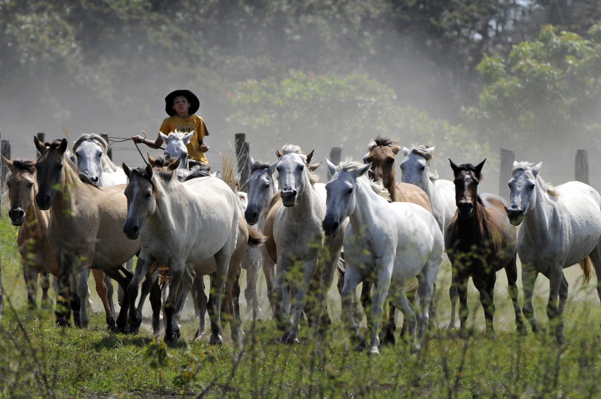 Cowboys, Wetlands, Mato Grosso do Sul