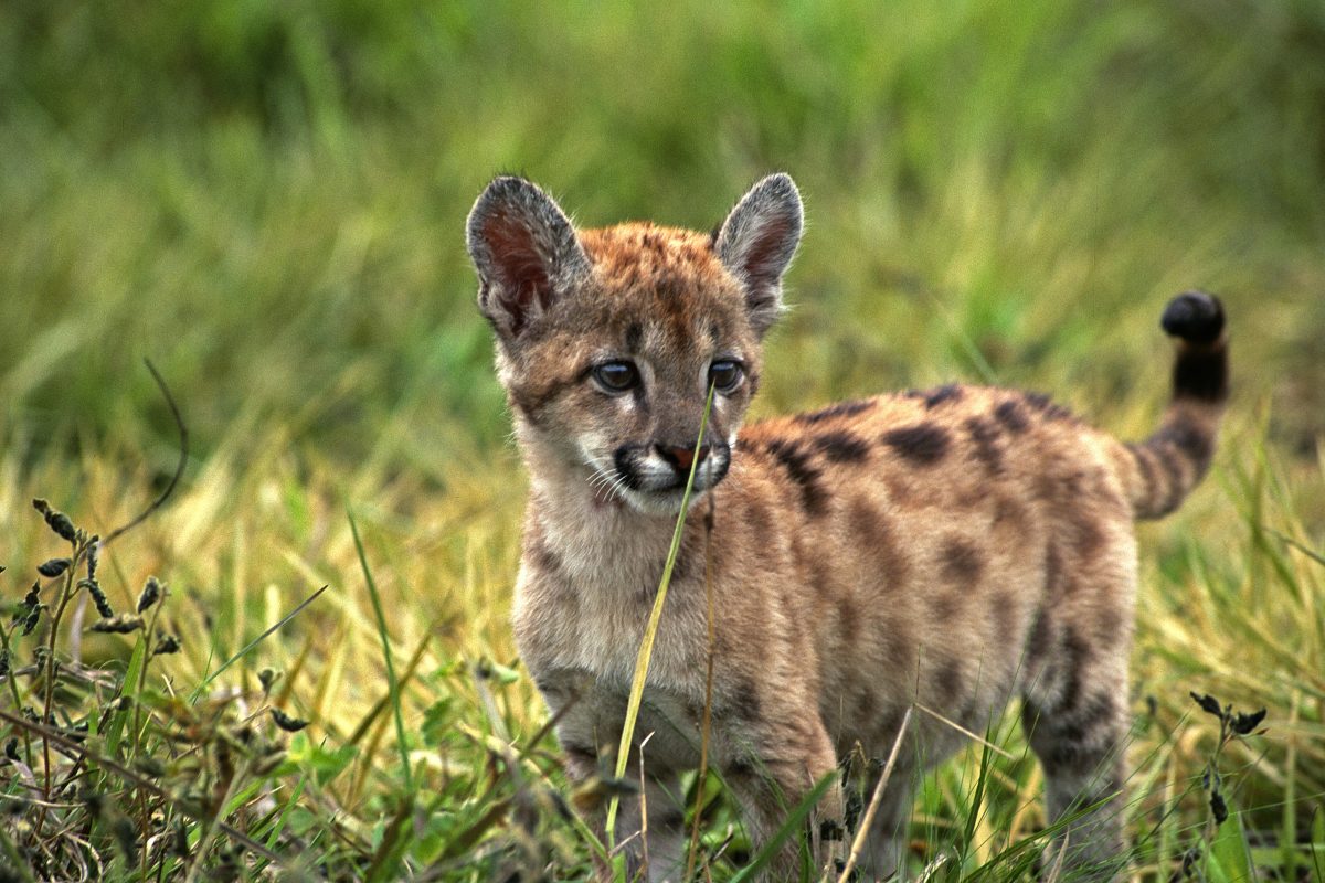 Puma cub, São Paulo