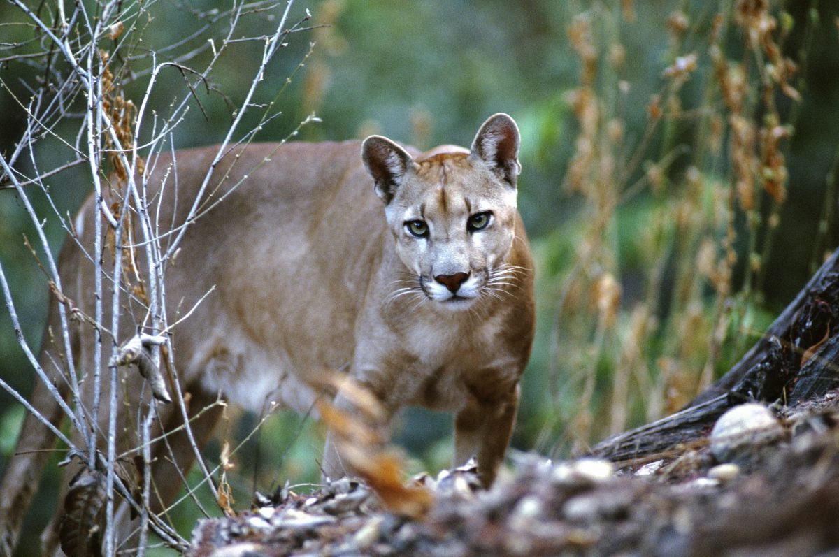 Puma, Caatinga, Piauí